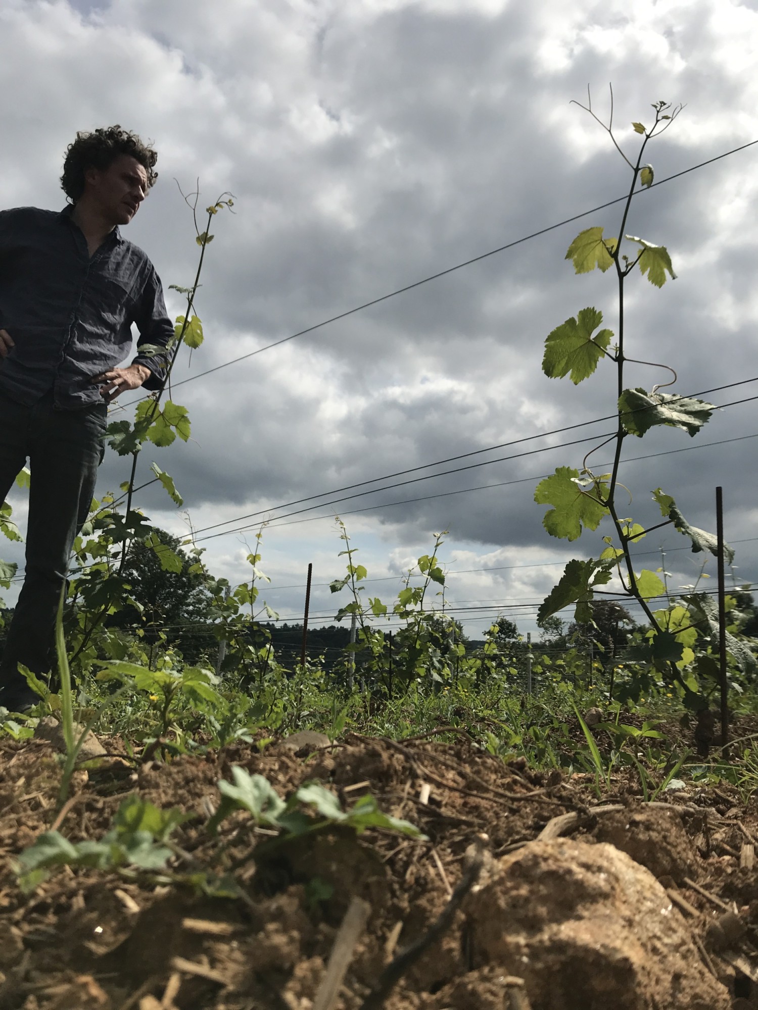 mathieu-puel-parcelle-de-vigne-aurore.jpg