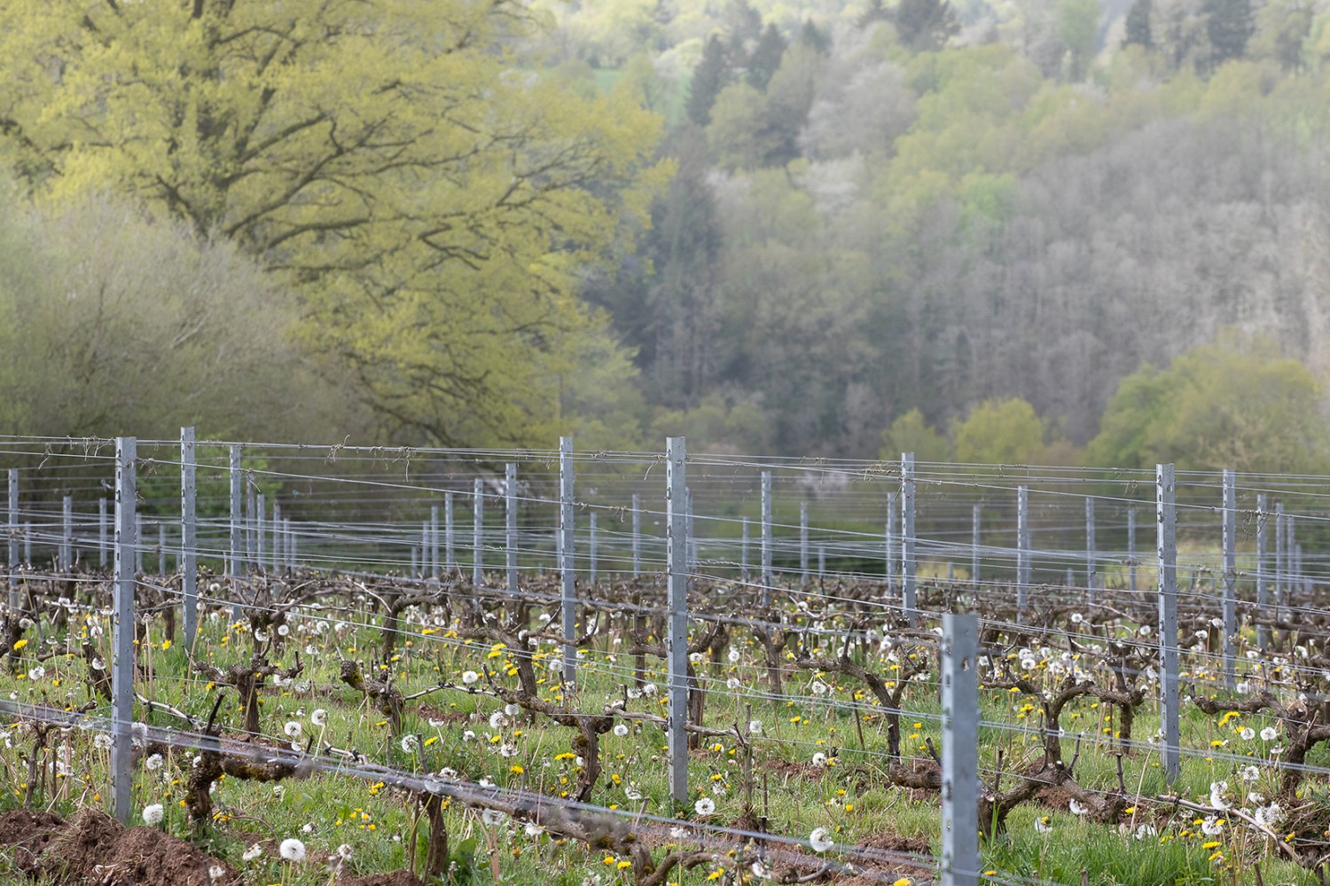la-vigne-taillee.jpg