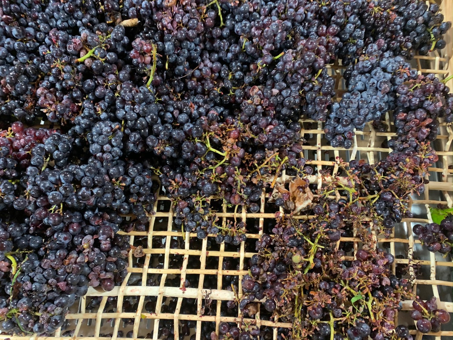 egrappage-pineau-d-aunis.jpg